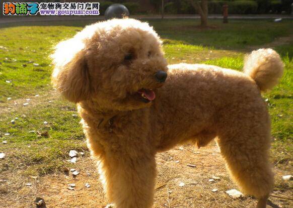 生命在于运动 带着贵宾犬散步须注意哪些事项