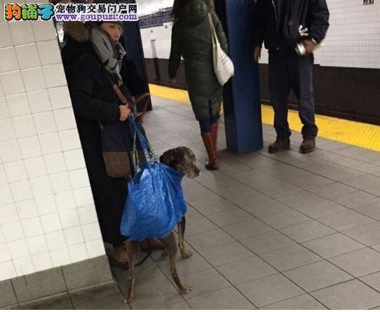 会移动的塑胶袋，主人袋狗偷渡搭纽约地铁