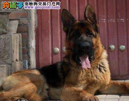 德国牧羊犬拉稀好了，应该如何给它安排饮食方面