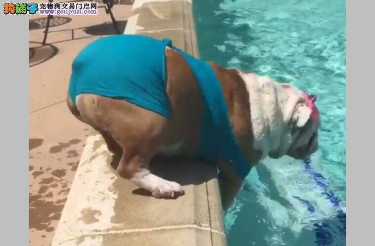 呆萌!斗牛犬穿泳衣在泳池旁玩水 屁股翘高高