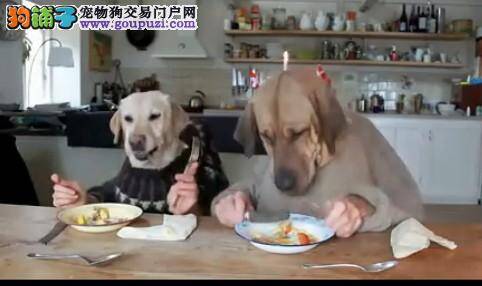 狗狗的日常饮食训练