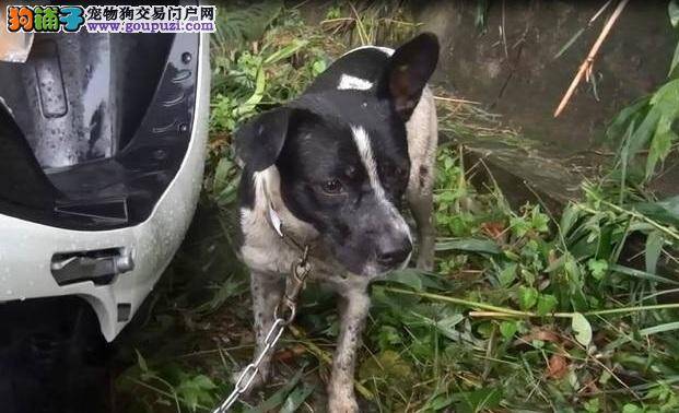 一家3口遭土石流掩埋，小狗幸存等主人