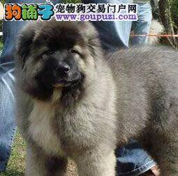 给高加索犬正确选择玩具的好意见