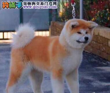 天气凉秋田犬鼻子干，流鼻水好像感冒了