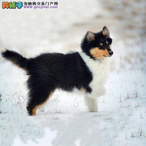 苏格兰牧羊犬吃蛋黄后开始呕吐，拉稀怎么办