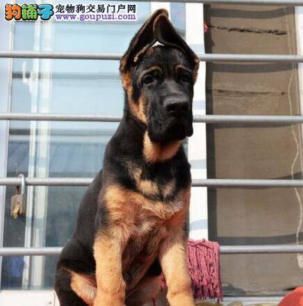 德国牧羊犬为什么喜欢吃卫生纸