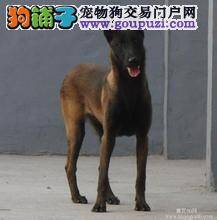 马犬后腿无力已经补钙了也不见好转是怎么回事