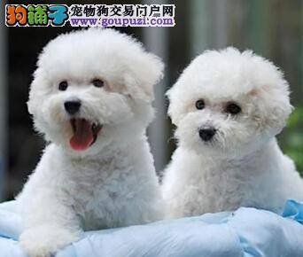 食物与狗狗毛发的关系 比熊犬吃什么可使毛发更健康