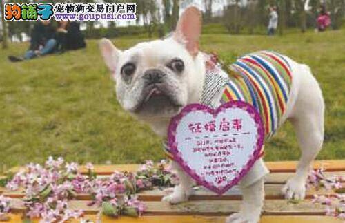 单身狗逆袭在樱花节上征婚寻伴侣