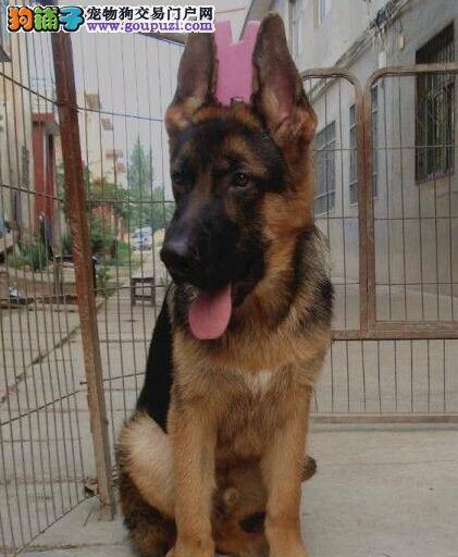 怎样挑选血统纯正的德国牧羊犬幼犬