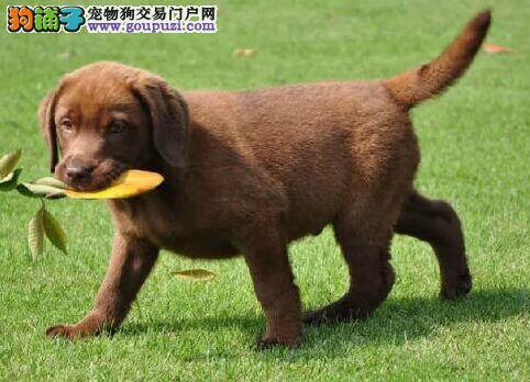 挑选拉布拉多犬最值得学习的选购方法
