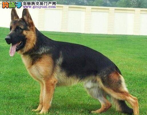 德国牧羊犬最近总干呕是为什么