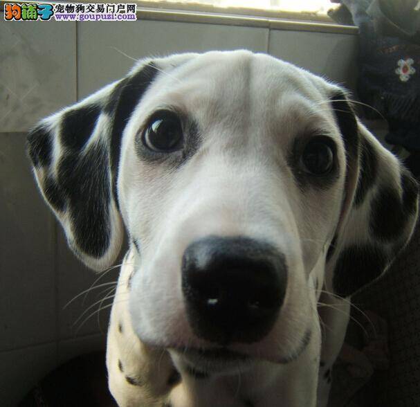 科学饲养诀窍 斑点狗吃骨头期间应注意的三点