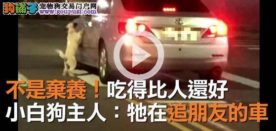 不是弃养! 白狗想上车 饲主出面还原真相