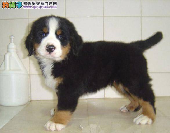 伯恩山犬病后恢复期的料理方法