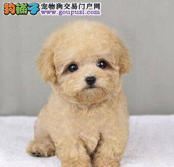 三个月的泰迪犬感冒咳嗽该怎么办