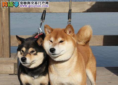 狗狗护理大全 柴犬发情期间能不能洗澡