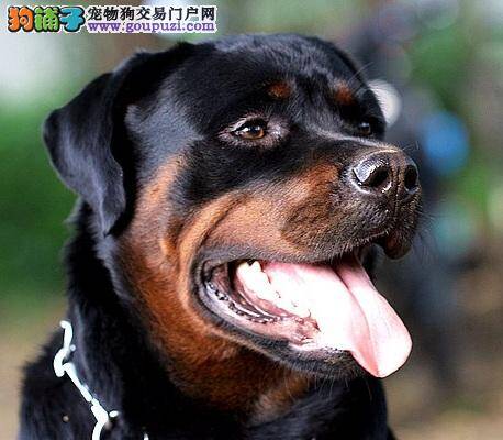 罗威纳吃完驱虫药后三大反应