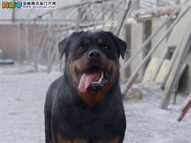 购买罗威纳犬的几大重要要点介绍