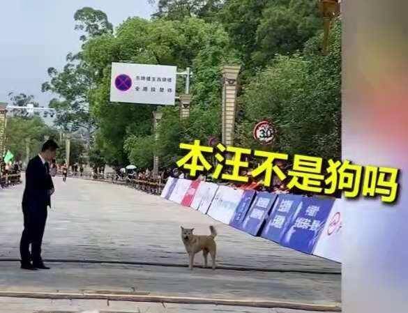 狗狗误入马拉松赛道，紧跟运动员通过终点