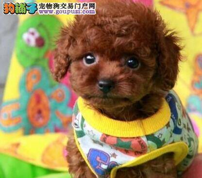 贵宾犬消化不良导致胀肚如何是好