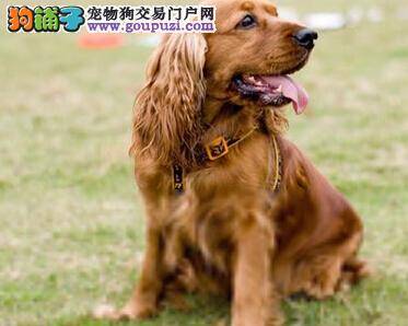 美容小诀窍 怎样给可卡犬的毛发做护理