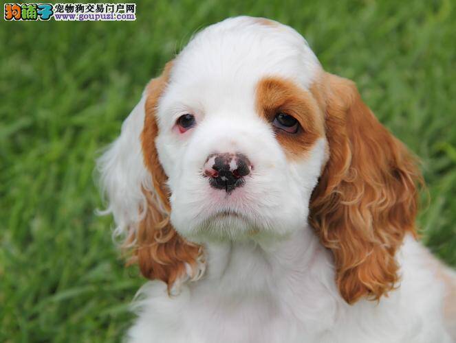 可卡犬一进笼子里就不停的吠叫怎么训练