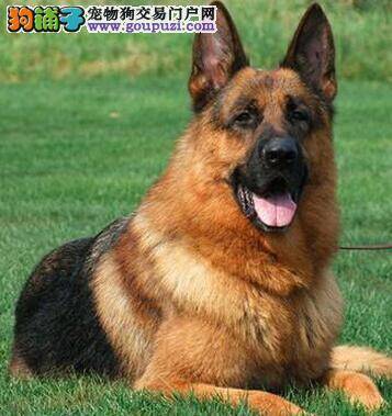 如何在家就能轻松治疗德国牧羊犬的小毛病