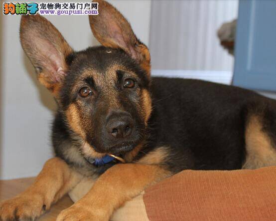 弃劣选优 挑选优秀德国牧羊犬的重要法则