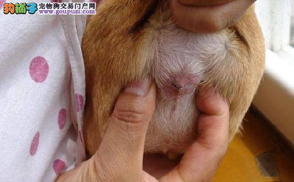 秋田肛门腺之清洁很重要 秋田犬肛门腺发炎的症状