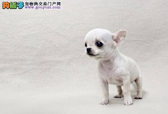 六大营养对吉娃娃的生长发育有哪些好处