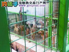 最新统计 南京警犬今年已捕捉数千只流浪狗