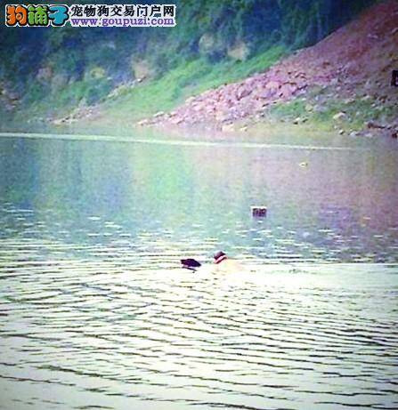 忠诚狗狗在嘉陵江上与主人一起游泳