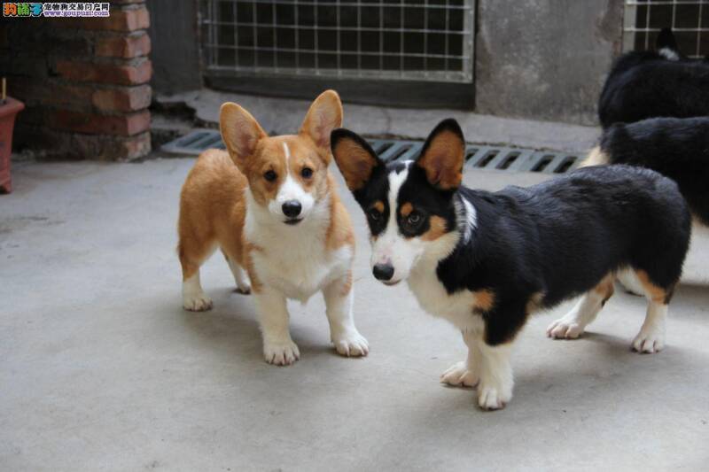 柯基犬患上肠炎晚期后应怎么治疗