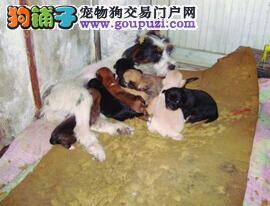 普通家犬一胎产八崽全部成活成为超级狗妈妈