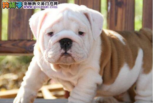 斗牛犬身上出现红疙瘩是怎么了