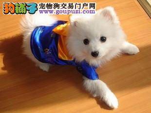 对老年银狐犬的饲养管理法则