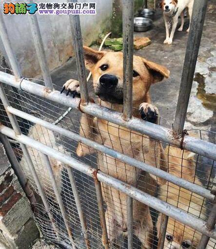 海南小动物保护协会遇困难 期盼有市民能领养流浪狗