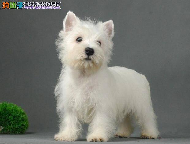 如何挑选一只健康纯种的西高地犬