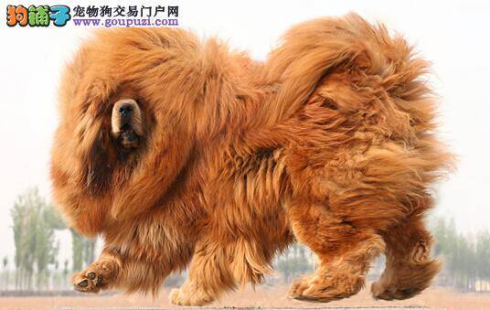 营养元素分类与供需详情 藏獒的成长需要哪些营养
