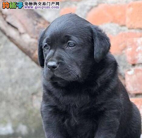 拉布拉多犬眼睛有很多血丝怎么回事