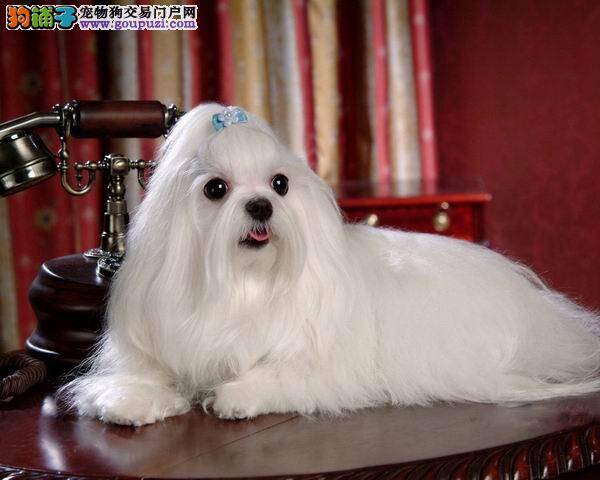 马尔济斯犬尾巴上长很多包 求指点