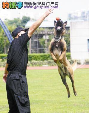 江东公安分局开启警犬作战模式 开展专业化的警犬训练