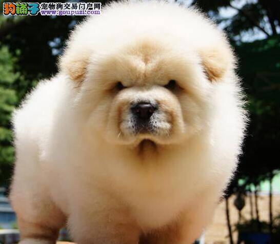 松狮犬不吃食物，越来越瘦是细小吗