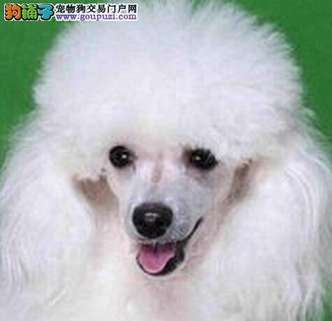 贵宾犬出现眼疾问题怎么办