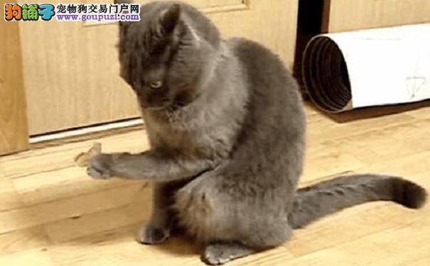 猫咪盯着猫掌发呆 原来猫掌上粘着胶带