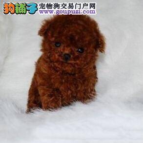 剖解狗狗生理结构 学习给茶杯犬接生的方法