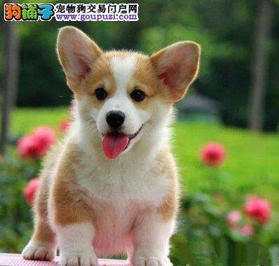 柯基犬患上细小疾病了有方法治愈它吗