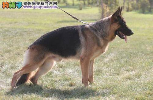 选购理想的德国牧羊犬要注意哪些侧重点