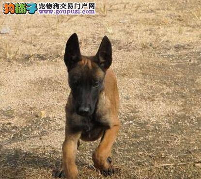 家庭护理方法多 保证马犬拥有坚固牙齿